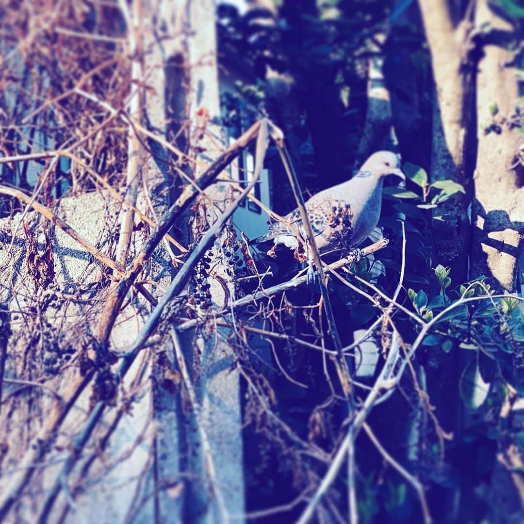 中野敬久さんのインスタグラム写真 - (中野敬久Instagram)「#pigeon #blendin #tree #leaves #neighborhood」1月19日 8時22分 - hirohisanakano