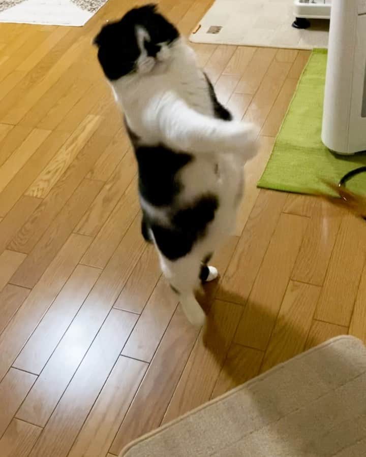 tiaichimaのインスタグラム：「Good morning!! 🌨🌬おはムーギー‼︎  早速、運動してるよ。  1分くらいしか続かない😓  #牛柄組鼻まわり汚れ隊 #ムチムチッコ #ムーギー#MuuGieeboy#cat#neko#ねこ#neko#ネコ#スコティッシュフォールド#ScottishFold#まんじゅう部」