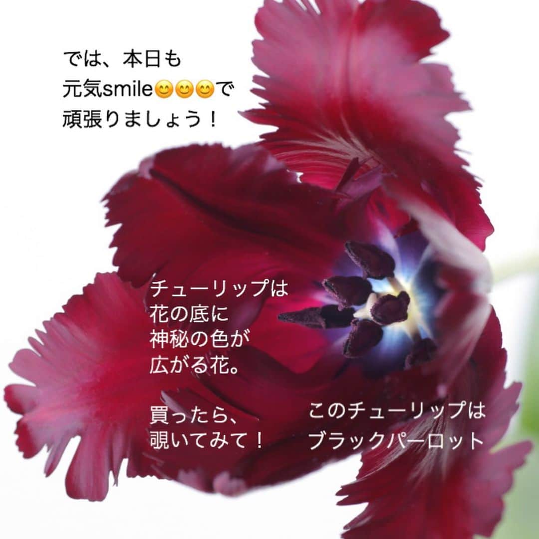 雑誌『花時間』さんのインスタグラム写真 - (雑誌『花時間』Instagram)「おはようございます。本日のお花便はチューリップ🌷。﻿ ﻿ えっ？ どれが？﻿ なんて思いましたよね。﻿ ﻿ 2枚めのpicをご覧ください。﻿ ﻿ お花も茎もほーっそり﻿ しなやかな原種系。﻿ ﻿ チューリップに限らず、﻿ 茎の繊細さも生かしたいとき﻿ こんなふうにしてみて。﻿ ﻿ ❶ まず、口の狭い器を選ぶこと。﻿ ﻿ ❷丸く、ボリュームのある花を﻿ 器の口元にこんもりと固める。﻿ ﻿ ❸最後に、茎のほっそりした お花をのびのびと！﻿ ﻿ この手順で、剣山やスポンジがなくても﻿ ほっそりさんをいけやすくなるんです。﻿ ﻿ 器の口元に固める﻿ ボリューム花材は﻿ 「花留め」も兼用ということ。﻿ ﻿ お好きなお花で﻿ 試してみてね！﻿ ﻿ では、本日も元気smile😊😊😊で﻿ 頑張りましょう！   昨日、フォローしてくださっている 方の数が、ひと桁増えました。  フォローしてくださった方、 昨年末のなりすまし騒動の際に 応援してくださった皆々さま、 心より感謝申し上げます💖  変わらず、花の楽しみを お届けしていきますので、 どうぞお引き立てのほど よろしくお願いいたします😊 by ピーターパン﻿ ﻿ ﻿花 @森 春雄 写真 @masaki.yamamoto  #flowers #flowerslovers #flowerstagram #flowerarrangement  #花時間 #花時間2021  #花好き #花藝 #花好きな人と繋がりたい #花が好きな人と繋がりたい #花のある生活 #花のある暮らし #花を飾る #花を飾る生活  #チューリップが好き  #チューリップ  #スカビオサ #きれいな花 #春よ来い #春を待つ #tulip  #ビタミンf #癒やしの時間  #癒やしの花 #花屋さんへ行こう」1月19日 8時56分 - hanajikan_magazine