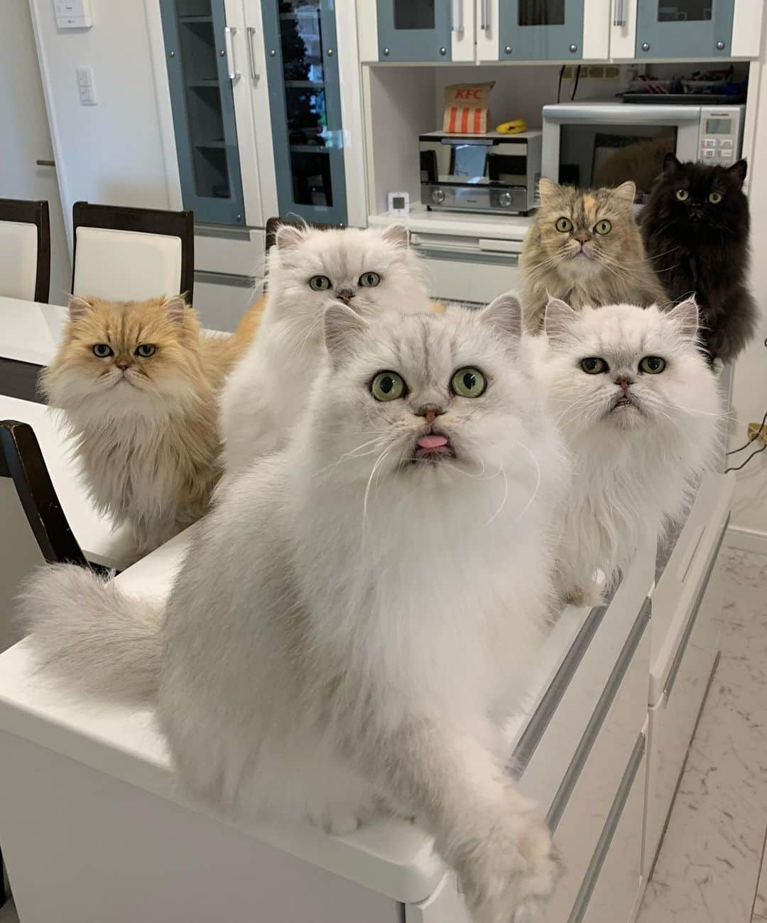 12 Chinchilla Persianのインスタグラム：「floofy gang 😎👅 #cat #catsofinstagram #weeklyfluff #cats #persiancat #coicommunity」