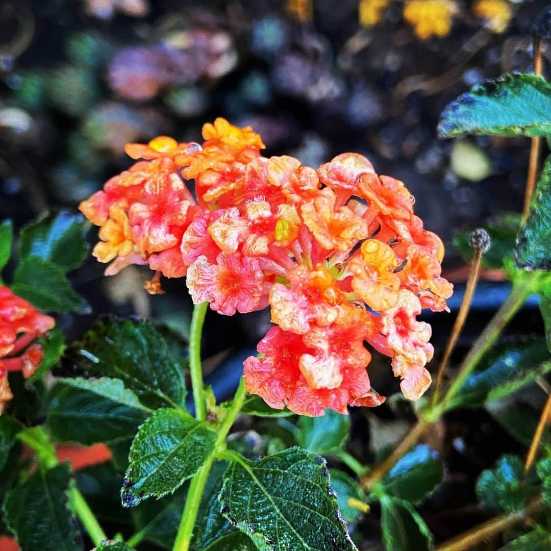 ガソリングラマーさんのインスタグラム写真 - (ガソリングラマーInstagram)「NEW LANTANA BLOOMS 🌸🌷🌸🌷 #GASOLINEGARDEN #ILOVEGARDENS #GARDENSRULE #GARDENCHURCH #GARDENPARTY #GARDENMAGIC #AVANTGARDEN #GARDENS #GARDENGANGSTER #GARDEN #GRADENLIFE #GARDENER #GARDENTIME  #GARDENING #VEGETABLEGARDEN #FLOWERS #SUCCULENTS  #PLANTS  #CACTUS #AYEARINFLOWERS  #shadowhills  #THANKYOU  @gasolineglamour  #GASOLINEGLAMOUR #PLANTSOMESHIT  #GROWSOMESHIT  #LANTANA @nicksnursery  #NICKSNURSERY」1月19日 8時59分 - gasolineglamour