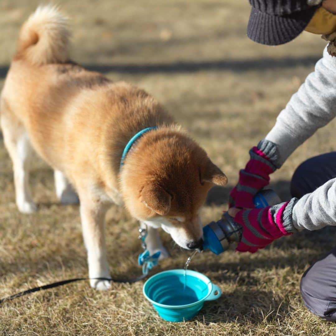 まる（まるたろう）さんのインスタグラム写真 - (まる（まるたろう）Instagram)「Good morning!✨🐶☺️✨ママはナデナデいっぱいして良いよ #ポイントいっぱいあるしね #永久不滅ポイントだし #お水あんがと #20億ポイントつけとくね」1月19日 9時17分 - marutaro