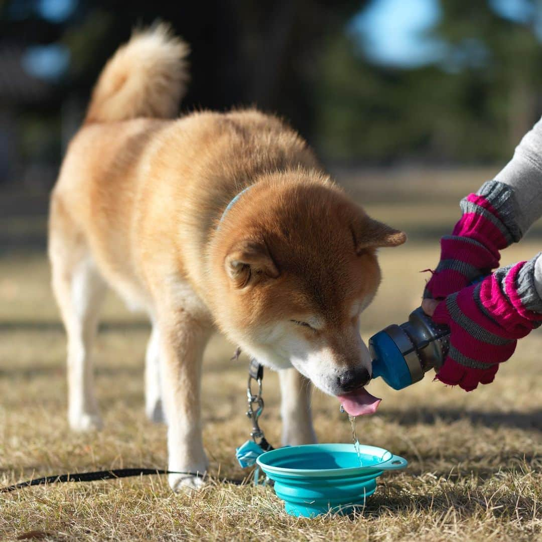 まる（まるたろう）さんのインスタグラム写真 - (まる（まるたろう）Instagram)「Good morning!✨🐶☺️✨ママはナデナデいっぱいして良いよ #ポイントいっぱいあるしね #永久不滅ポイントだし #お水あんがと #20億ポイントつけとくね」1月19日 9時17分 - marutaro