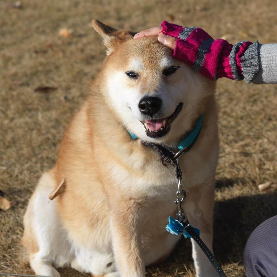 まる（まるたろう）さんのインスタグラム写真 - (まる（まるたろう）Instagram)「Good morning!✨🐶☺️✨ママはナデナデいっぱいして良いよ #ポイントいっぱいあるしね #永久不滅ポイントだし #お水あんがと #20億ポイントつけとくね」1月19日 9時17分 - marutaro