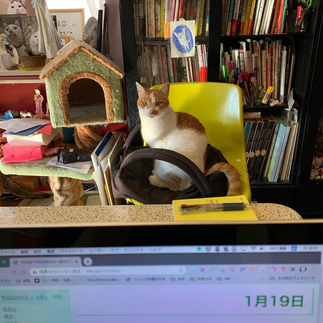 のインスタグラム：「監視されてる。 #うちの猫ら #oinari #テレワーク #緊急事態宣言 #猫 #ねこ #cat #ネコ #catstagram #ネコ部 http://kachimo.exblog.jp」