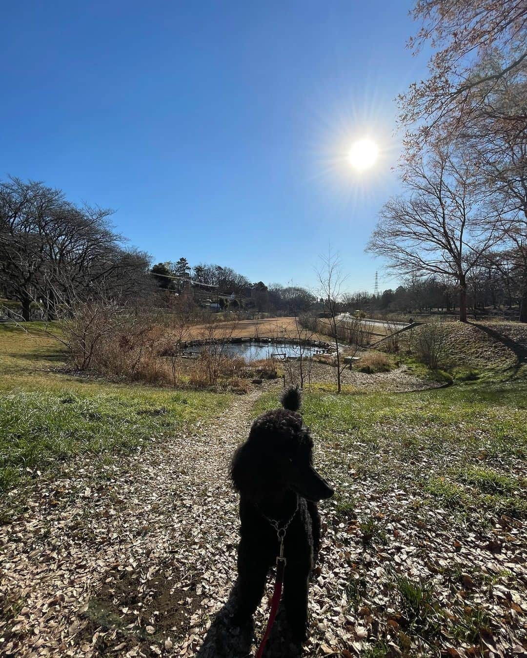 佐藤東弥さんのインスタグラム写真 - (佐藤東弥Instagram)「久しぶりに魔犬と丸池へ #野川」1月19日 9時55分 - touyasato