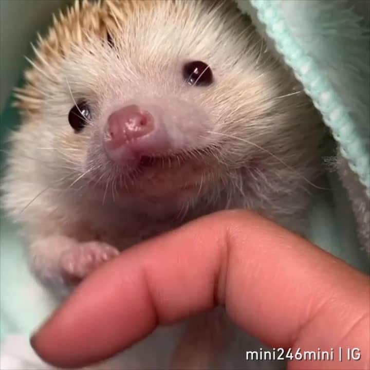 のインスタグラム：「tuck me in⠀ 📹 @mini246mini」