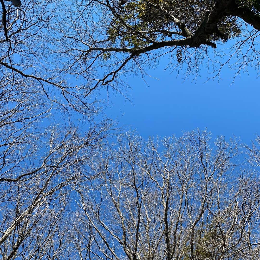 神谷えりさんのインスタグラム写真 - (神谷えりInstagram)「綺麗な青空  #朝散歩 #散歩で出会う風景 #無加工」1月19日 10時12分 - erikamiya