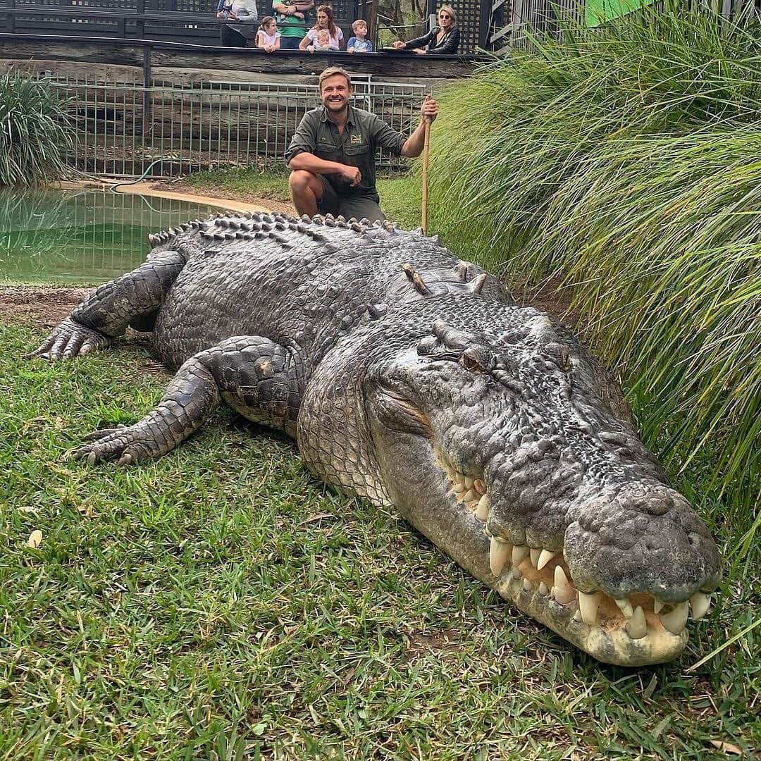 WildLifeさんのインスタグラム写真 - (WildLifeInstagram)「@discovercrocodiles 🐊 Meet Elvis! the saltwater crocodile at @australianreptilepark  Credit @zookeeper_dan  .  .  #crocodiletears #wild #aligators #animalkingdom #animallovers #wildlife #reptile #reptiles #reptilesofinstagram #reptilelove #reptilekeeper #reptilelover #reptileofinstagram #animal #animals #animalphotography #pet #pets #petsofinstagram #exoticpet #exoticpets #maligator #croc #crocs #crocodile #crocodiles #crocodilehunter #aligator #gator #gators」1月19日 10時24分 - wildlifepage