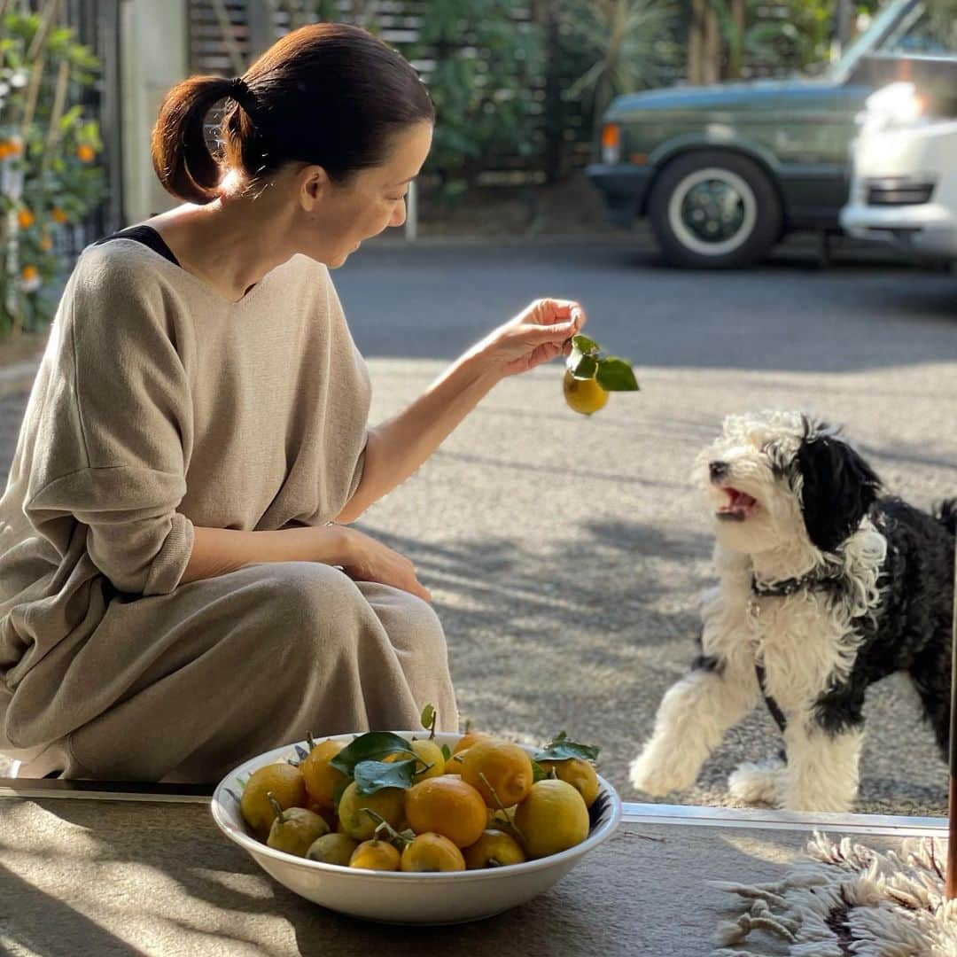 桐島かれんさんのインスタグラム写真 - (桐島かれんInstagram)「檸檬とダリ。  #シュナプー #schnoodle #schnoodlesofinstagram #子犬 #シュヌードル#doodle」1月19日 10時42分 - houseoflotuskaren