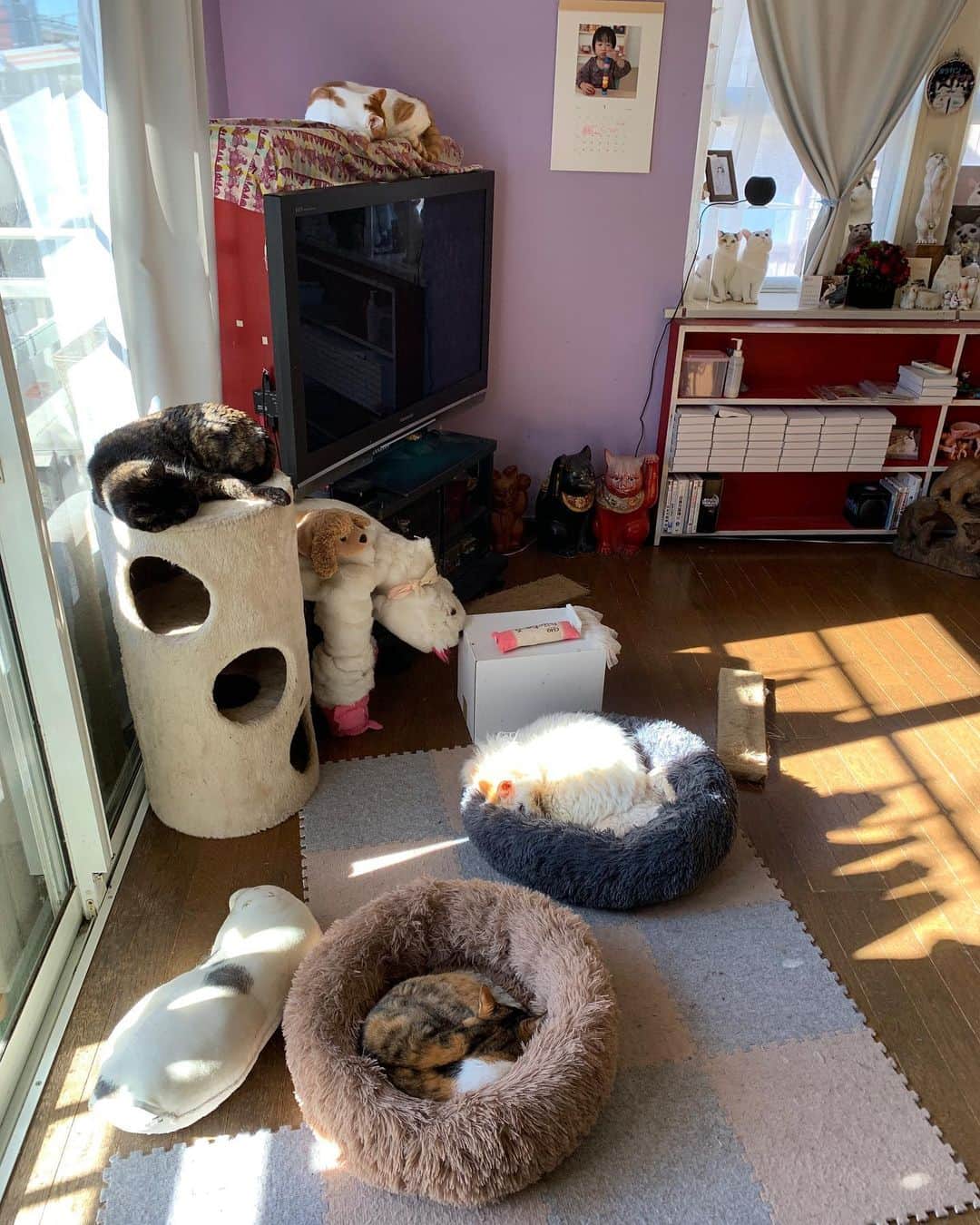 のインスタグラム：「みんな寝てる。 私も眠くなる。  All the cats are sleeping.  I also get sleepy.  #うちの猫ら #okaki #hijiki #castella #oinari #猫 #ねこ #cat #ネコ #catstagram #ネコ部 http://kachimo.exblog.jp」