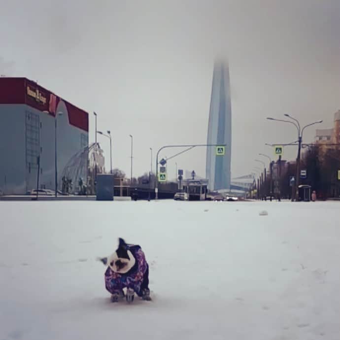 イワン・ビッチのインスタグラム：「#frenchie」