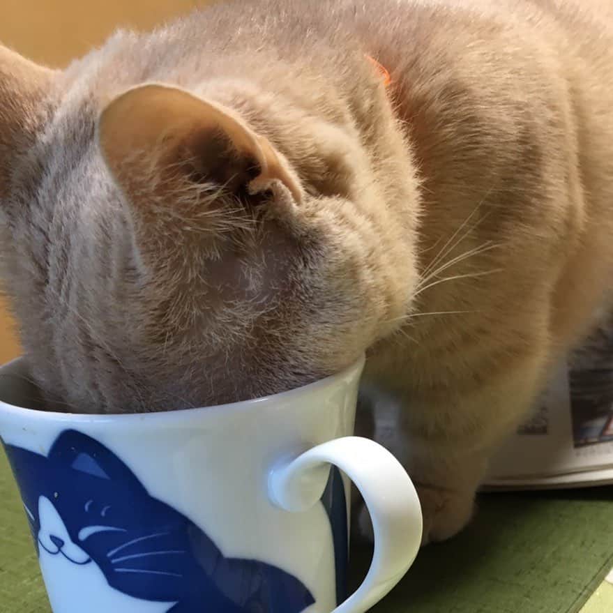 古市憲寿のインスタグラム：「がぶ飲み #ニャンスタグラム」
