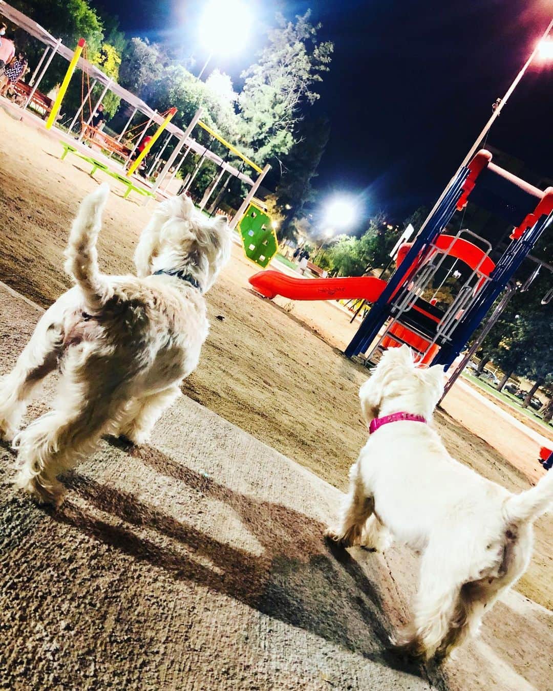 クラウディオ・リースのインスタグラム：「Nuestros Perrijos 🐾 🐾  @crisantivil   Emily & Facu  @facuemiwestie」