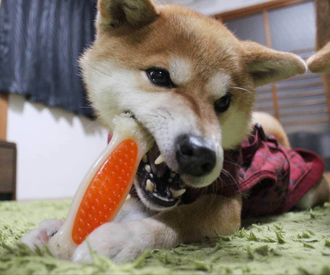 柴犬たま Shibainu Tamaさんのインスタグラム写真 - (柴犬たま Shibainu TamaInstagram)「ストレス発散にはコレに限る〜‼️  ミケしゃんはこのおもちゃが好きでやればずっと噛んでる👌最近はコイちゃんもこのおもちゃが好きみたいで、ふたりで取り合ってる…😅コイちゃんに別のおもちゃやるけど、ミケママが噛んでるのがいいらしい🙄 ﻿ Caption trans🇬🇧﻿﻿﻿﻿﻿﻿﻿﻿﻿ Chewing on bone toys is a great stress reliever‼️ Meekeh loves this toy and when I give it to her she chews on it all the time👌 But Koi also likes this toy so they are fighting over the toy…😅 I give Koi another toy, but he seems to want the toy his mom is playing with🙄 ﻿﻿﻿﻿﻿﻿﻿﻿﻿ #たま家族 #柴犬ミケ #ミケママ #ガリガリ #カミカミ #デンタルボーン #ストレス発散 #ストレス解消法 #かなりひし形 #舌ぺろ #柴犬 #shiba #shibainu #shibastagram #犬 #dog」1月19日 12時25分 - tama7653