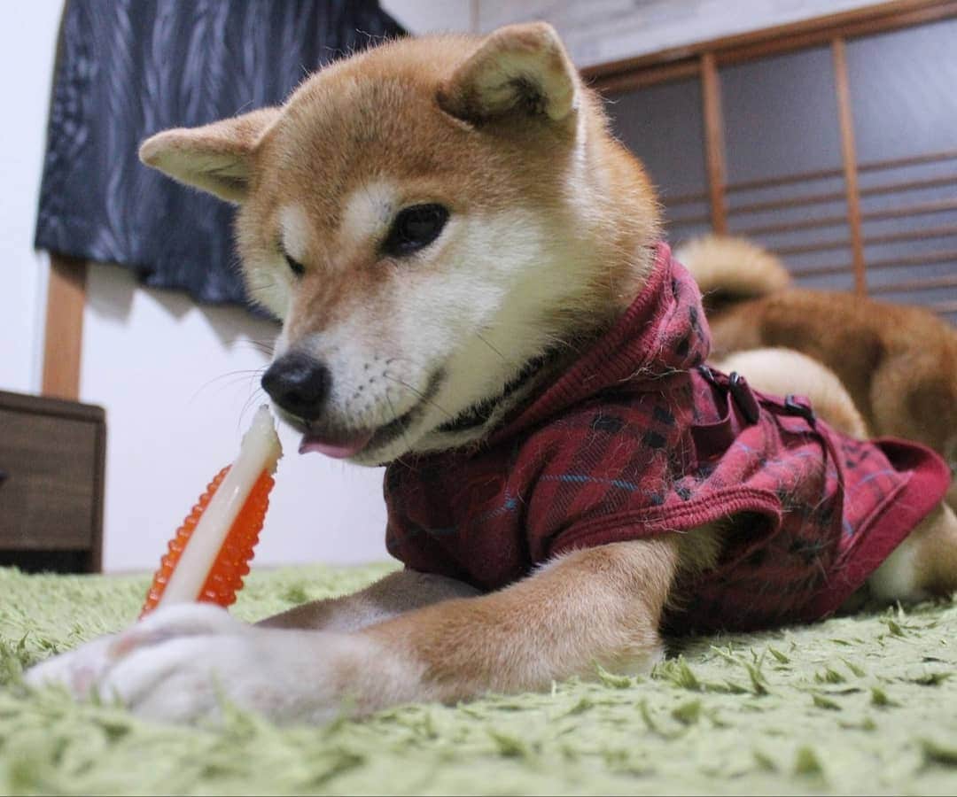 柴犬たま Shibainu Tamaさんのインスタグラム写真 - (柴犬たま Shibainu TamaInstagram)「ストレス発散にはコレに限る〜‼️  ミケしゃんはこのおもちゃが好きでやればずっと噛んでる👌最近はコイちゃんもこのおもちゃが好きみたいで、ふたりで取り合ってる…😅コイちゃんに別のおもちゃやるけど、ミケママが噛んでるのがいいらしい🙄 ﻿ Caption trans🇬🇧﻿﻿﻿﻿﻿﻿﻿﻿﻿ Chewing on bone toys is a great stress reliever‼️ Meekeh loves this toy and when I give it to her she chews on it all the time👌 But Koi also likes this toy so they are fighting over the toy…😅 I give Koi another toy, but he seems to want the toy his mom is playing with🙄 ﻿﻿﻿﻿﻿﻿﻿﻿﻿ #たま家族 #柴犬ミケ #ミケママ #ガリガリ #カミカミ #デンタルボーン #ストレス発散 #ストレス解消法 #かなりひし形 #舌ぺろ #柴犬 #shiba #shibainu #shibastagram #犬 #dog」1月19日 12時25分 - tama7653