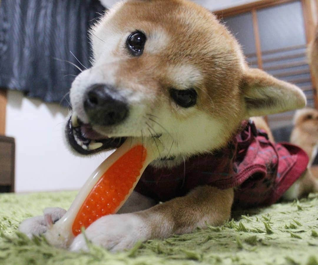 柴犬たま Shibainu Tamaのインスタグラム