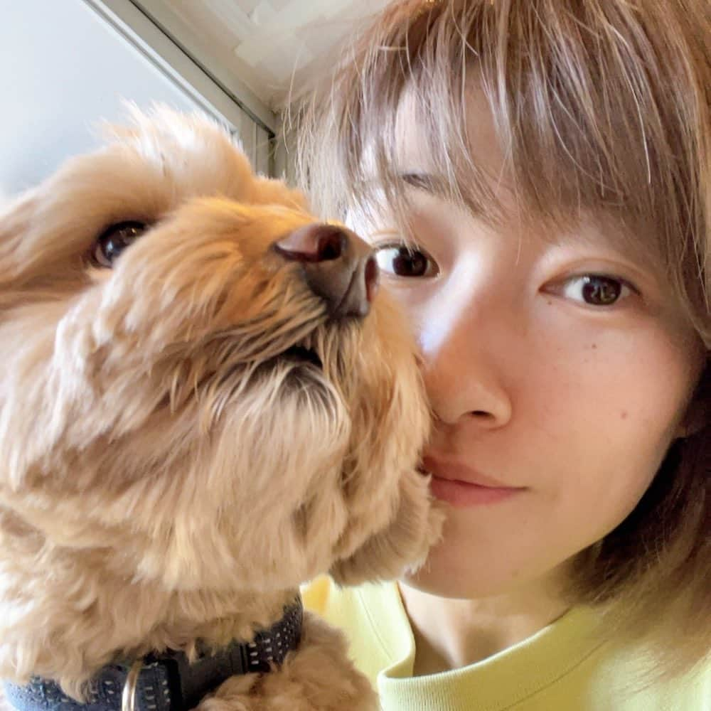 狩野舞子さんのインスタグラム写真 - (狩野舞子Instagram)「・ Birthday Boyと会ってきました🐶🎂💕 ・ 顔が『無』な感じが本当いいよね。笑 お母さんの膝の上にいる時の満足そうな表情と全然違う😇 これからも自分の感情に素直で、すぐ顔に出ちゃうだんごでいてね🍡笑 ・ #だんご #マルプー #5歳 #オス #独身」1月19日 12時42分 - kanochan715