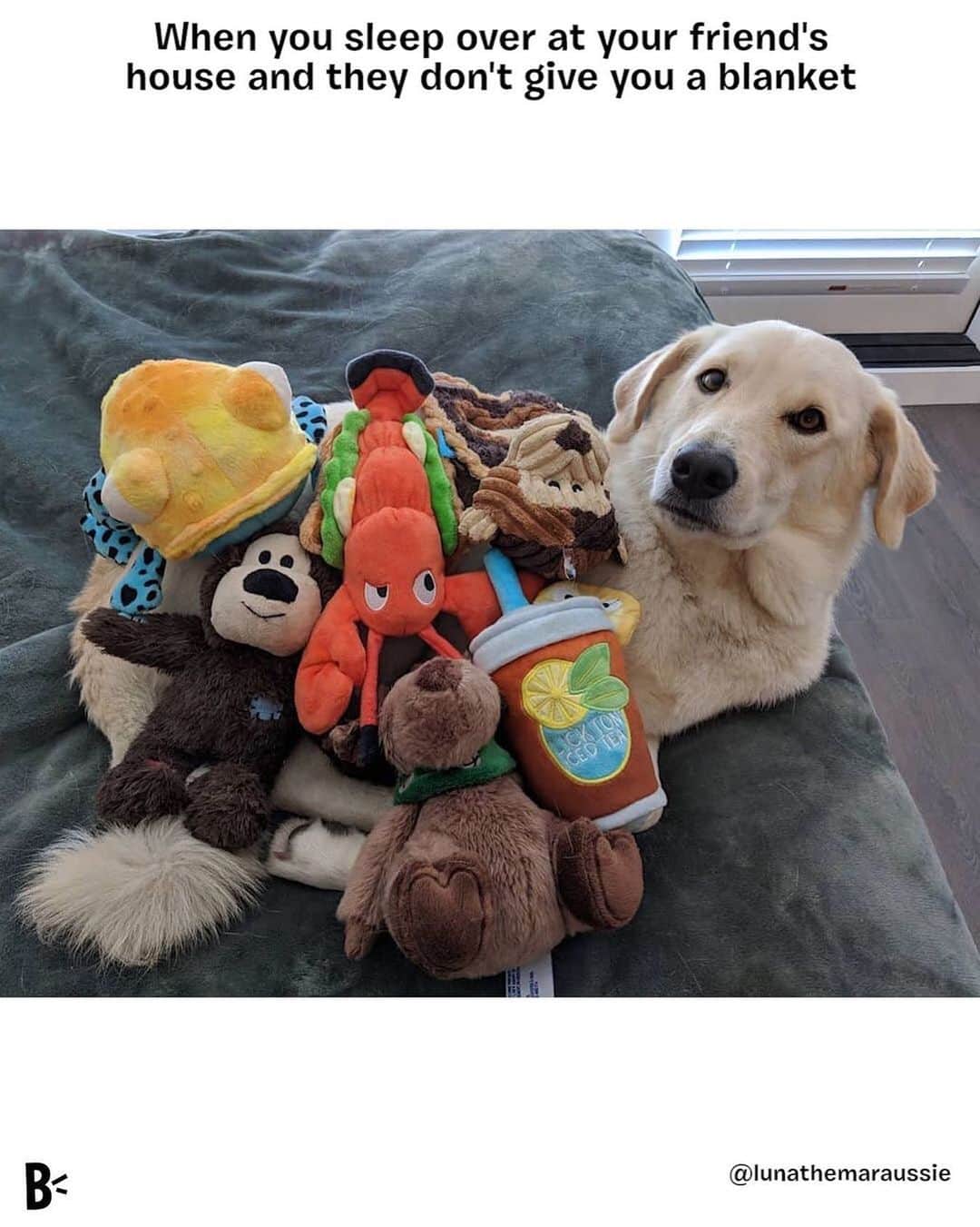BarkBoxのインスタグラム：「Why yes, I am too anxious to ask for one, thank you for noticing  @lunathemaraussie」