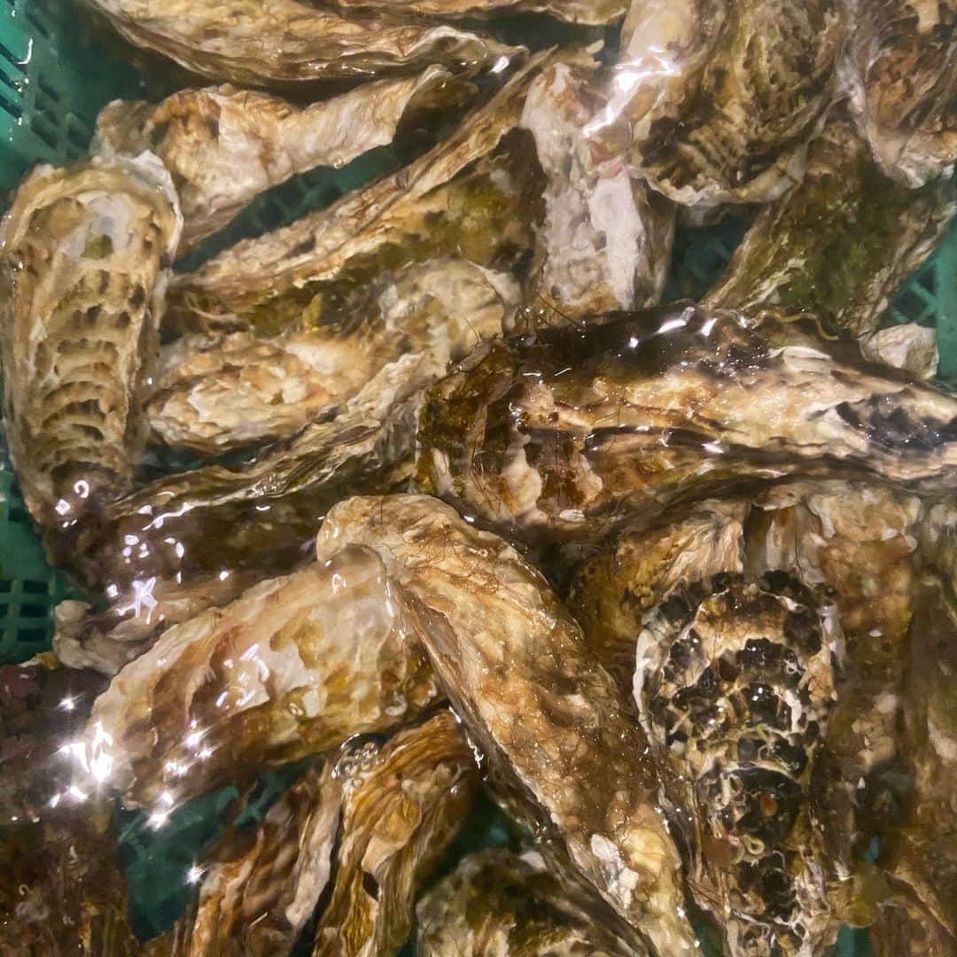 鶏魚 谷町のインスタグラム：「本日もお仕事お疲れ様です！ 谷町4丁目駅すぐ！ がぶ飲み酒場“鶏魚”です🐓  旬の牡蠣！ インスタ限定で今月いっぱい、 お店が続けられる限りは1個¥200で！ 焼き/蒸し、もちろん生も安全ですので、お好みの食べ方で🤑  「活き牡蠣」¥200!!!  #鶏魚#谷4#谷町4丁目#谷町#貝#海鮮居酒屋#牡蠣#飲み放題#セルフ飲み放題#利き酒#利き日本酒#焼鳥#焼き鳥#煙草#タバコ🚬#喫煙可能店#昼飲み#昼呑み#セール#期間限定」