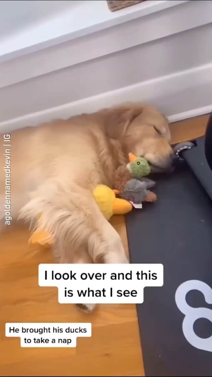 のインスタグラム：「“He had all of his ducks in a row🥺” 📹 @agoldennamedkevin - Want to get featured like him? Join “The Barked Club” on FACEBOOK and post something now! 👉 barked.com - #TheBarkedClub #barked #dog #doggo #GoldenRetriever」
