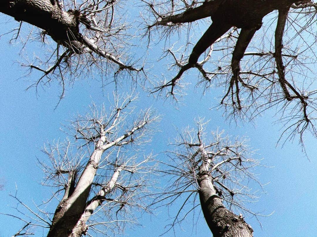 二宮愛のインスタグラム：「🌳🌳🌳🌳 お気に入りの公園の、 お気に入りの木。  私は勝手に主さま兄弟と呼んでいて、お散歩行く時には必ず挨拶していきます。  ４本仲良し。  春が待ち遠しいな。」