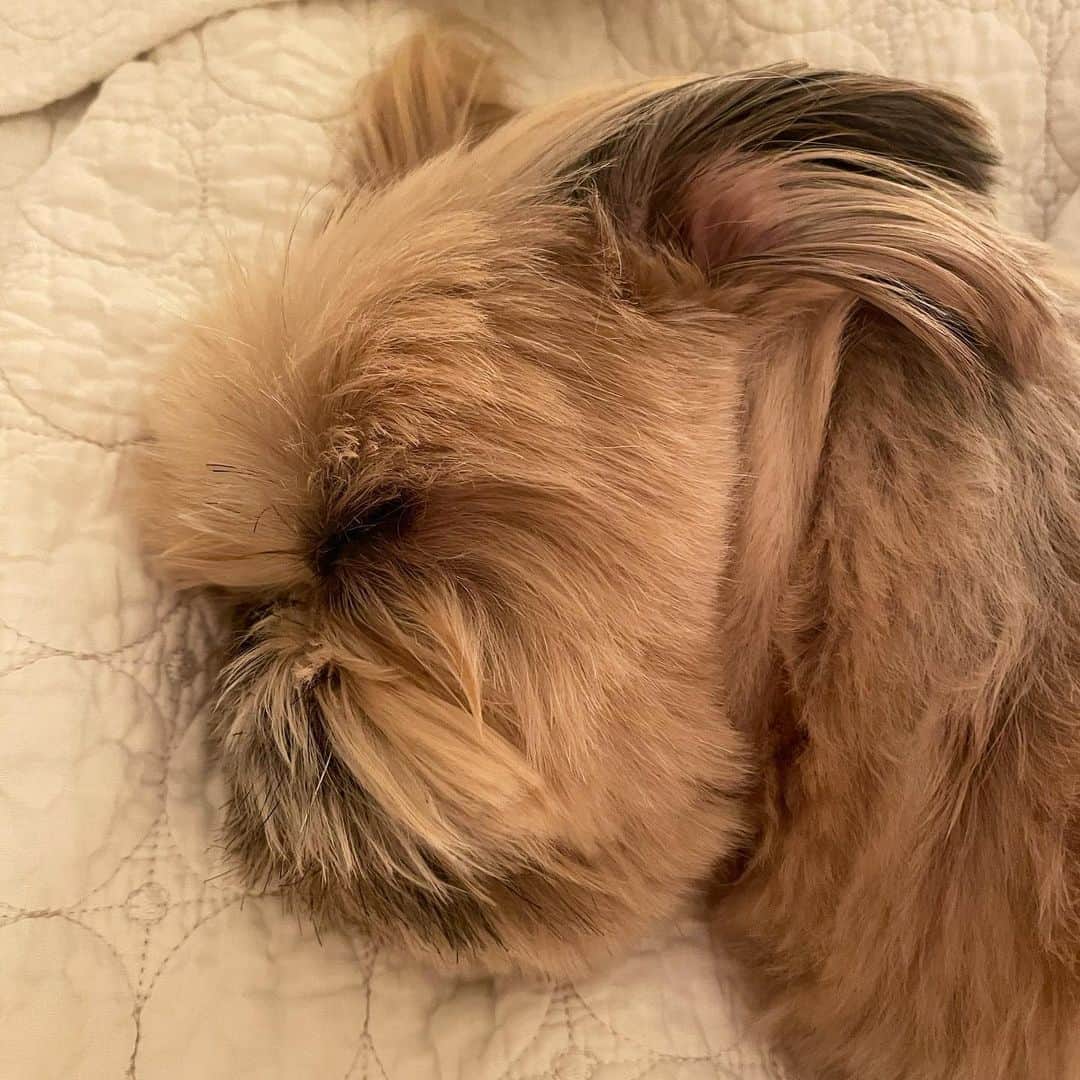 Dougie the Shih Tzuのインスタグラム：「💤💤💤」