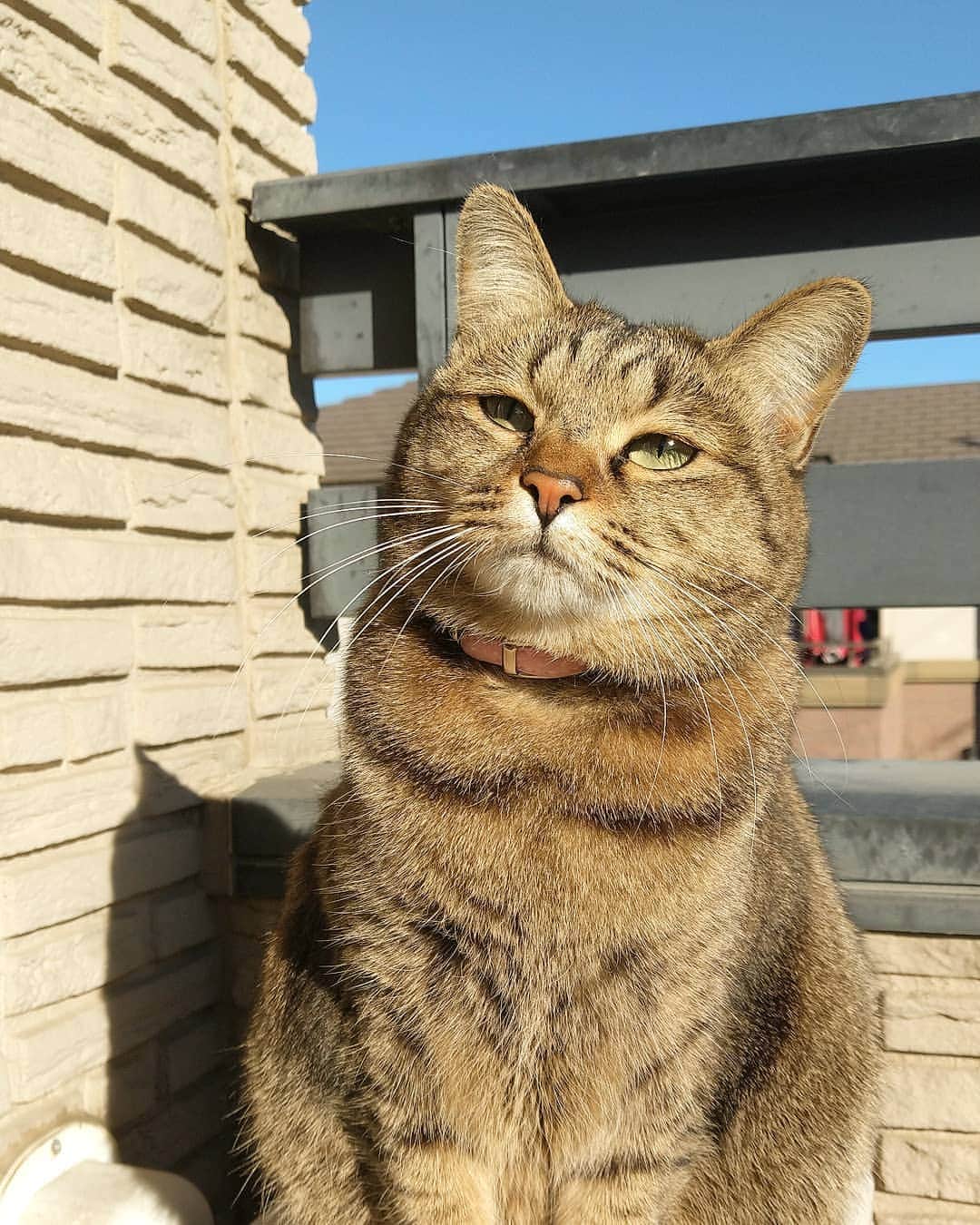 高口里純のインスタグラム：「なに思う？😺  #猫#きじとら猫 #ねこすたぐらむ #にゃんすたぐらむ #ひなたぼっこ   #cat#catstagram #pet#petstagram」