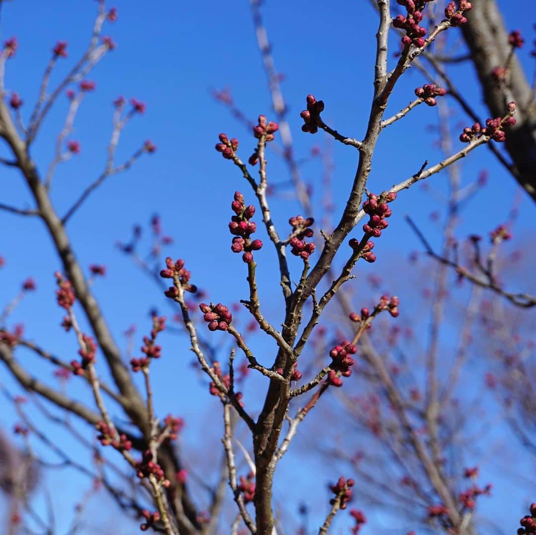 平塚市さんのインスタグラム写真 - (平塚市Instagram)「* 写真日和だったので カメラ片手に総合公園へ。 梅林の様子を覗いてみると、 蕾がかなりふっくらとして 近いうちに開花しそう…？ 春の訪れが待ち遠しいですね。 *** #手をつなぎたくなる街 #hiratsukagood #hiratsuka#平塚 #kanagawaphotoclub #総合公園#公園 #平塚市総合公園 #梅#ウメ#うめ #梅花#蕾#梅林 #春#春の気配 #週末の過ごし方 #日々#暮らし #instagramjapan#igersjp」1月19日 14時35分 - hiratsukagood