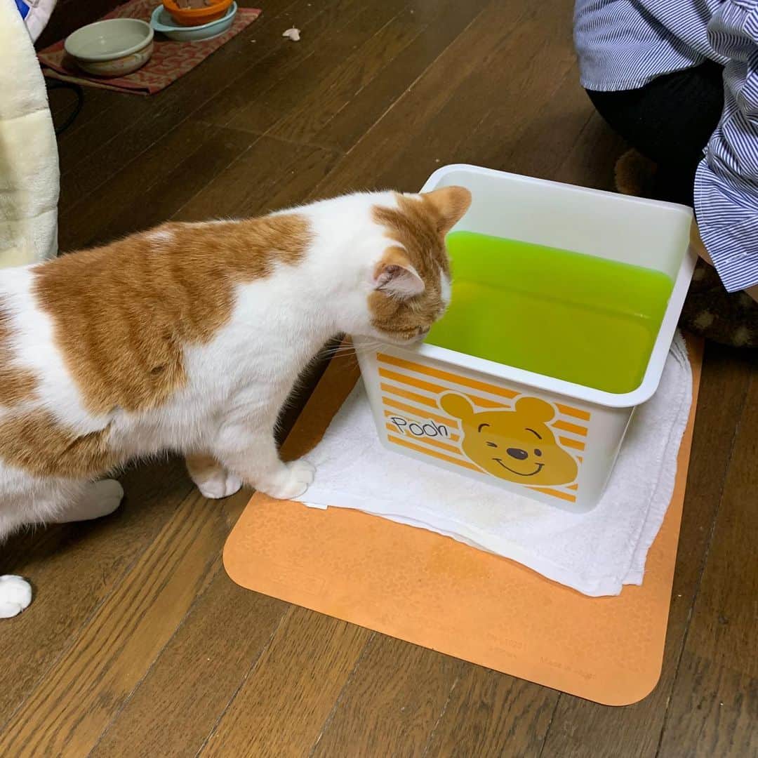 のインスタグラム：「バーバの足湯のお湯に興味津々。 #うちの猫ら #猫 #ねこ #cat #ネコ #catstagram #oinari #ネコ部 http://kachimo.exblog.jp」