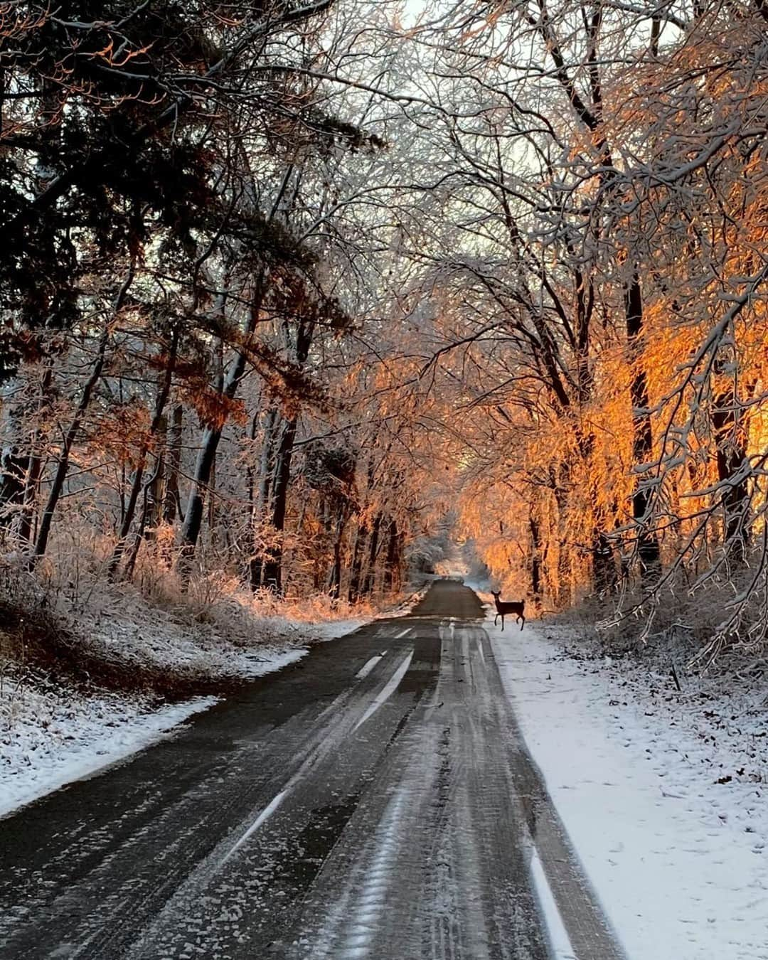 アメリカ内務省さんのインスタグラム写真 - (アメリカ内務省Instagram)「Truly a golden hour.  Light illuminates the winter woods and makes for an enchanting entrance into Chautauqua National Wildlife Refuge in #Illinois. With over 5 miles of #hiking trails and 10 miles of gravel #biking paths, observation decks, and boat and canoe access, #ChautauquaNWR offers many excellent chances to watch wildlife and enjoy the roads, less-traveled. Photo of #deer crossing the entrance road by Emily Hodapp, U.S. Fish and Wildlife Service. #usinterior #NationalWildlifeRefuge #hiddengem」1月20日 0時31分 - usinterior