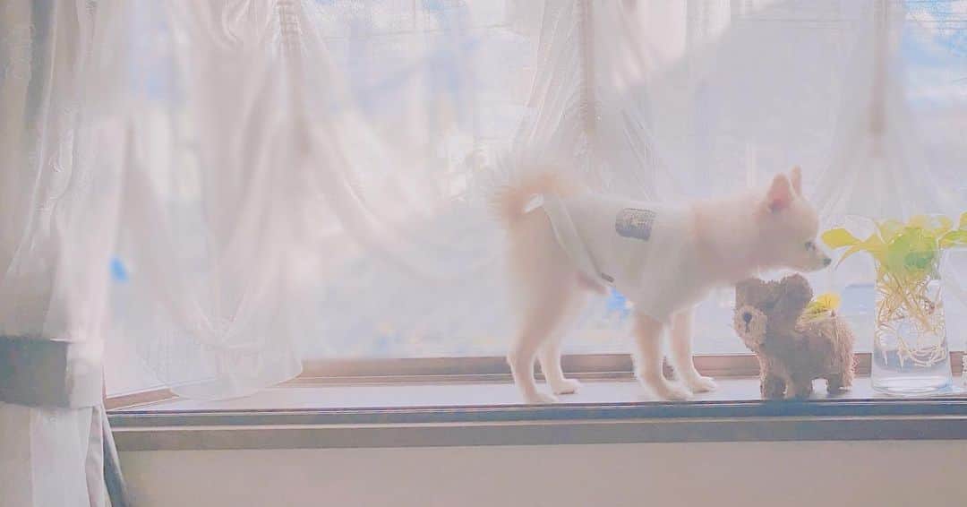 小寺真理さんのインスタグラム写真 - (小寺真理Instagram)「窓の外とポトスに興味津々の犬🐶」1月20日 0時38分 - koteramaricorin