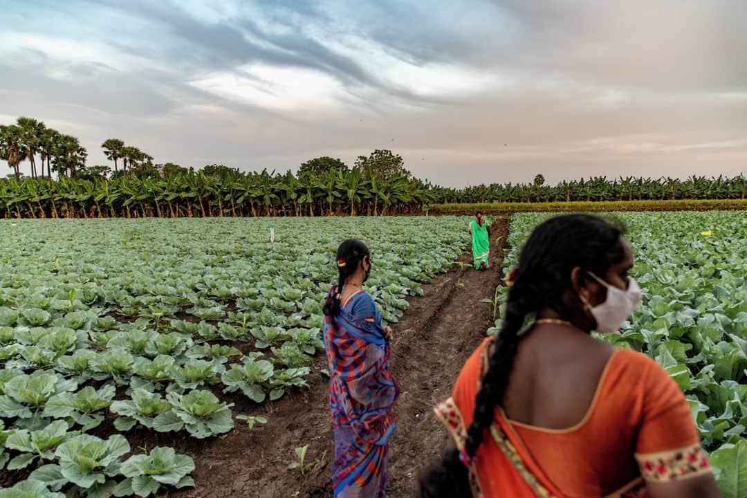 ルモンドさんのインスタグラム写真 - (ルモンドInstagram)「Les champs de Rama Krishna, à Nandi Velugu (district de Guntur), sont verts et luxuriants. Ce fermier de l’Andhra Pradesh, un Etat du sud-est de l’Inde, a rejoint le programme « agriculture naturelle à zéro budget » (ZBNF) développé par le gouvernement régional et le plus gros projet d’agroécologie au monde. Lancé en 2015-2016, et piloté par Vijay Kumar, conseiller à l’agriculture du gouvernement, ce programme soutenu par l’Organisation pour l’alimentation et l’agriculture (FAO) a déjà séduit 700 000 paysans et travailleurs agricoles, soit 190 000 hectares répartis dans 3 011 villages, qui cultivaient auparavant en agriculture conventionnelle.⁣ D’ici à 2027, l’objectif du gouvernement régional est de convertir 6 millions d’agriculteurs et 8 millions d’hectares, pour nourrir ses 53 millions d’habitants, la totalité de l’Etat. « Notre but, c’est que notre région soit complètement libérée des produits chimiques et contribue ainsi à la bonne santé de la population et au bien-être des paysans », explique Vijay Kumar, qui s’est inspiré de Subhash Palekar, le père de l’agriculture naturelle en Inde.⁣ -⁣ 1 : Des agricultrices dans une ferme biologique, à Guntur, dans l’Etat indien de l’Andhra Pradesh, le 10 janvier⁣ 2 : Rama Krishna dans ses champs à Nandi Velugu (district de Guntur), dans l’Etat indien de l’Andhra Pradesh, le 9 janvier⁣ 3-6 : Bapa Rao a constitué une banque de semences locales de riz réputés pour leurs qualités nutritionnelles et adaptés au climat, qu’il présente ici aux agriculteurs d’Athota⁣ 4 : Dans les champs de Rama Krishna, à Nandi Velugu⁣ 5 : Vijay Kumar, ancien haut fonctionnaire et conseiller à l’agriculture du gouvernement de l’Andhra Pradesh. Il pilote le programme d’agriculture naturelle⁣ 7 : Rosiaha cultive 40 espèces différentes dans son terrain d’un hectare à Athota, et reçoit la visite de nombreux autres cultivateurs de la région qui viennent observer ses techniques⁣ -⁣ Photos : Ishan Tankha (@ishantankha) #PourLeMonde⁣ -⁣ #Inde #agriculture #bio」1月20日 1時00分 - lemondefr