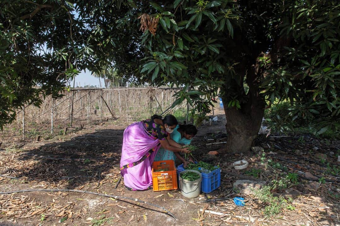 ルモンドさんのインスタグラム写真 - (ルモンドInstagram)「Les champs de Rama Krishna, à Nandi Velugu (district de Guntur), sont verts et luxuriants. Ce fermier de l’Andhra Pradesh, un Etat du sud-est de l’Inde, a rejoint le programme « agriculture naturelle à zéro budget » (ZBNF) développé par le gouvernement régional et le plus gros projet d’agroécologie au monde. Lancé en 2015-2016, et piloté par Vijay Kumar, conseiller à l’agriculture du gouvernement, ce programme soutenu par l’Organisation pour l’alimentation et l’agriculture (FAO) a déjà séduit 700 000 paysans et travailleurs agricoles, soit 190 000 hectares répartis dans 3 011 villages, qui cultivaient auparavant en agriculture conventionnelle.⁣ D’ici à 2027, l’objectif du gouvernement régional est de convertir 6 millions d’agriculteurs et 8 millions d’hectares, pour nourrir ses 53 millions d’habitants, la totalité de l’Etat. « Notre but, c’est que notre région soit complètement libérée des produits chimiques et contribue ainsi à la bonne santé de la population et au bien-être des paysans », explique Vijay Kumar, qui s’est inspiré de Subhash Palekar, le père de l’agriculture naturelle en Inde.⁣ -⁣ 1 : Des agricultrices dans une ferme biologique, à Guntur, dans l’Etat indien de l’Andhra Pradesh, le 10 janvier⁣ 2 : Rama Krishna dans ses champs à Nandi Velugu (district de Guntur), dans l’Etat indien de l’Andhra Pradesh, le 9 janvier⁣ 3-6 : Bapa Rao a constitué une banque de semences locales de riz réputés pour leurs qualités nutritionnelles et adaptés au climat, qu’il présente ici aux agriculteurs d’Athota⁣ 4 : Dans les champs de Rama Krishna, à Nandi Velugu⁣ 5 : Vijay Kumar, ancien haut fonctionnaire et conseiller à l’agriculture du gouvernement de l’Andhra Pradesh. Il pilote le programme d’agriculture naturelle⁣ 7 : Rosiaha cultive 40 espèces différentes dans son terrain d’un hectare à Athota, et reçoit la visite de nombreux autres cultivateurs de la région qui viennent observer ses techniques⁣ -⁣ Photos : Ishan Tankha (@ishantankha) #PourLeMonde⁣ -⁣ #Inde #agriculture #bio」1月20日 1時00分 - lemondefr