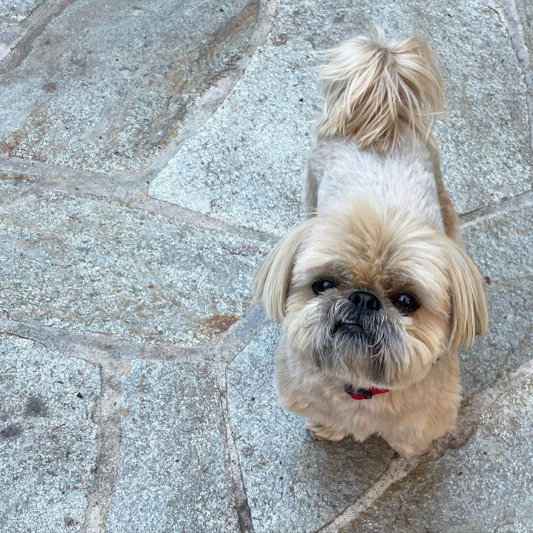 Dougie the Shih Tzuのインスタグラム：「Teef Tuesday.」
