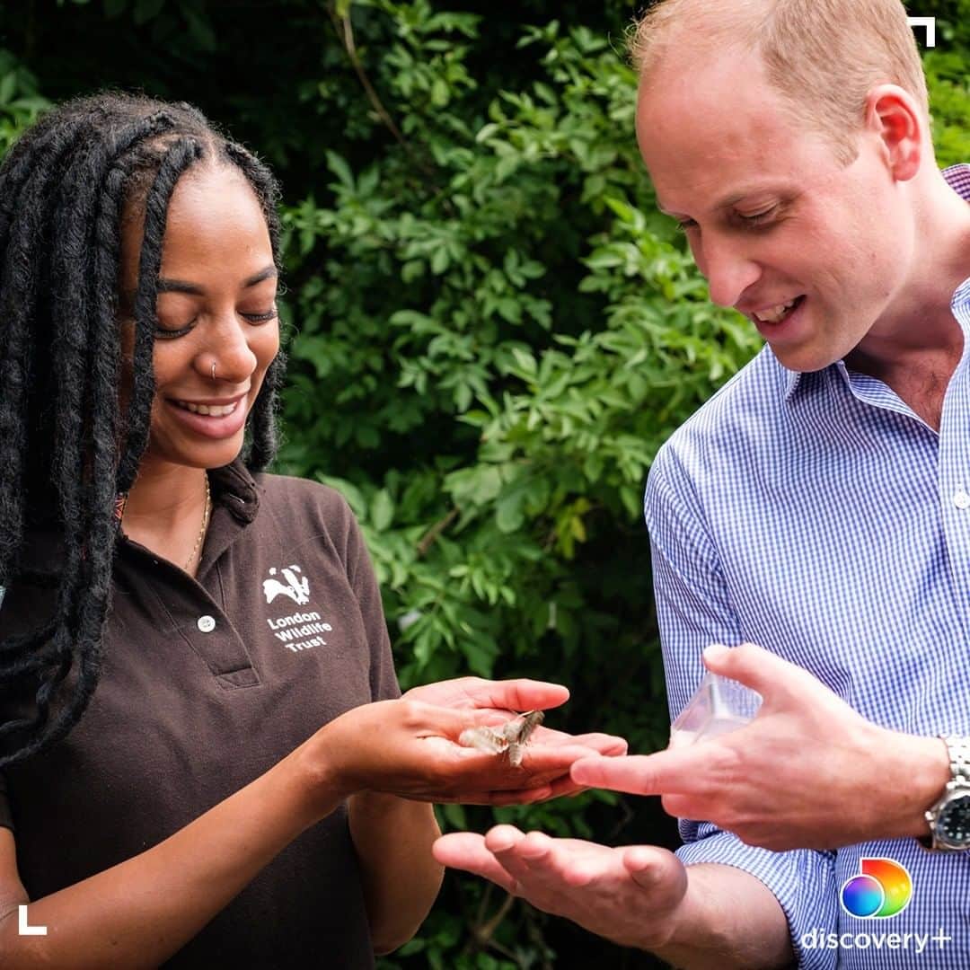 Discoveryさんのインスタグラム写真 - (DiscoveryInstagram)「Insect populations around the world are plummeting despite their crucial role in nature. Today, @kensingtonroyal is taking over our Instagram stories to highlight ways we can protect nature in our local communities. Head to our Instagram stories all day to learn more.  Stream Prince William: A Planet for Us All on @discoveryplus. Available in US only. #Royal #PrinceWilliam #nature #conservation #insects #bugs #discoveryplus」1月20日 1時09分 - discovery