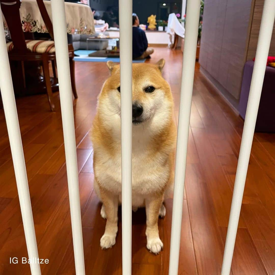 Balltze My name is Ballのインスタグラム：「So i have locked inside horny jail no it was outside kitchen jail  #fat96 #balltze #nomnomnomclub #balltzecheems #cheems #yos」