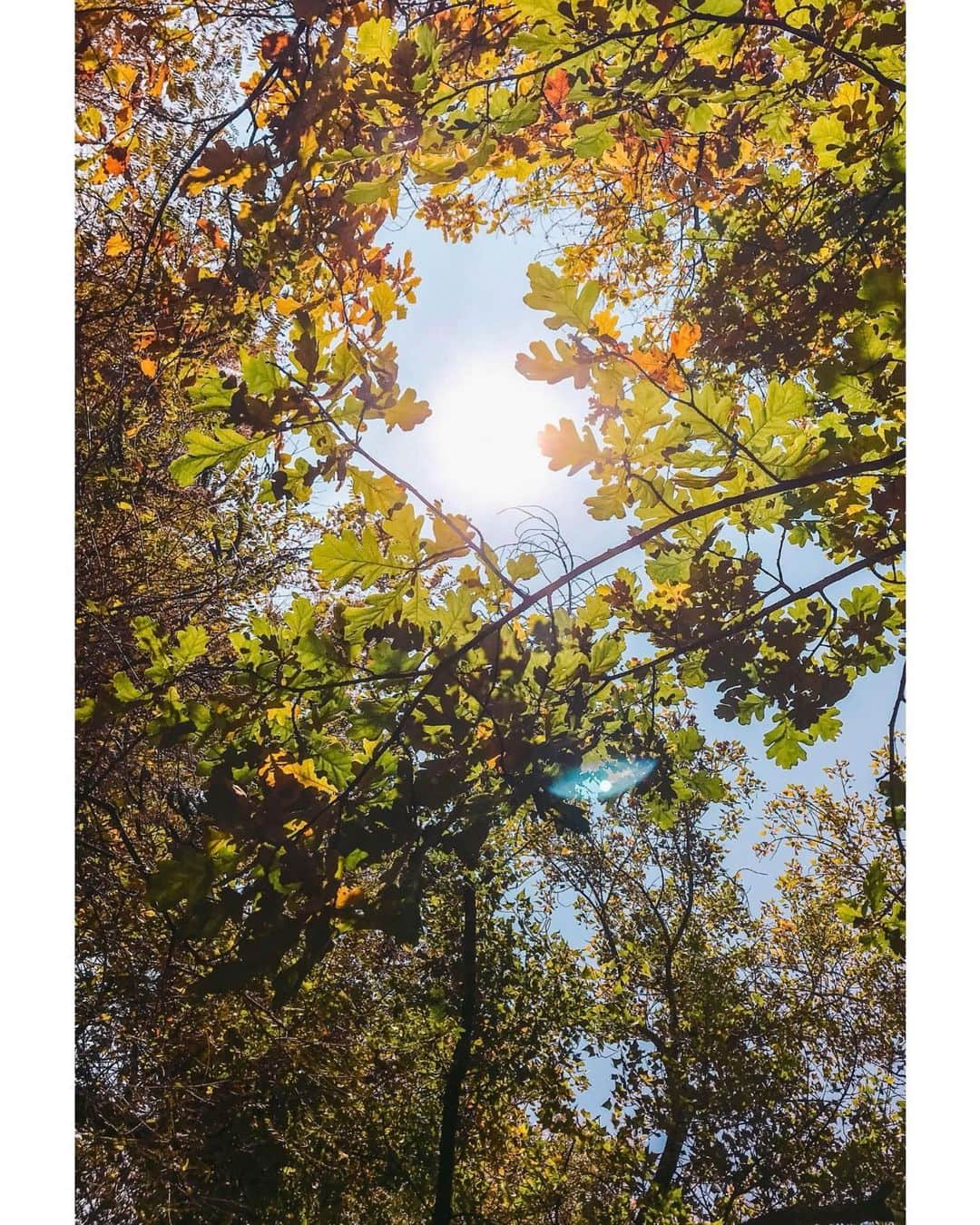 ジュリアナ・パエスのインスタグラム：「Um respiro no seu feed... #brethin #breathout #coisasqueamo #lighttroughthetrees」