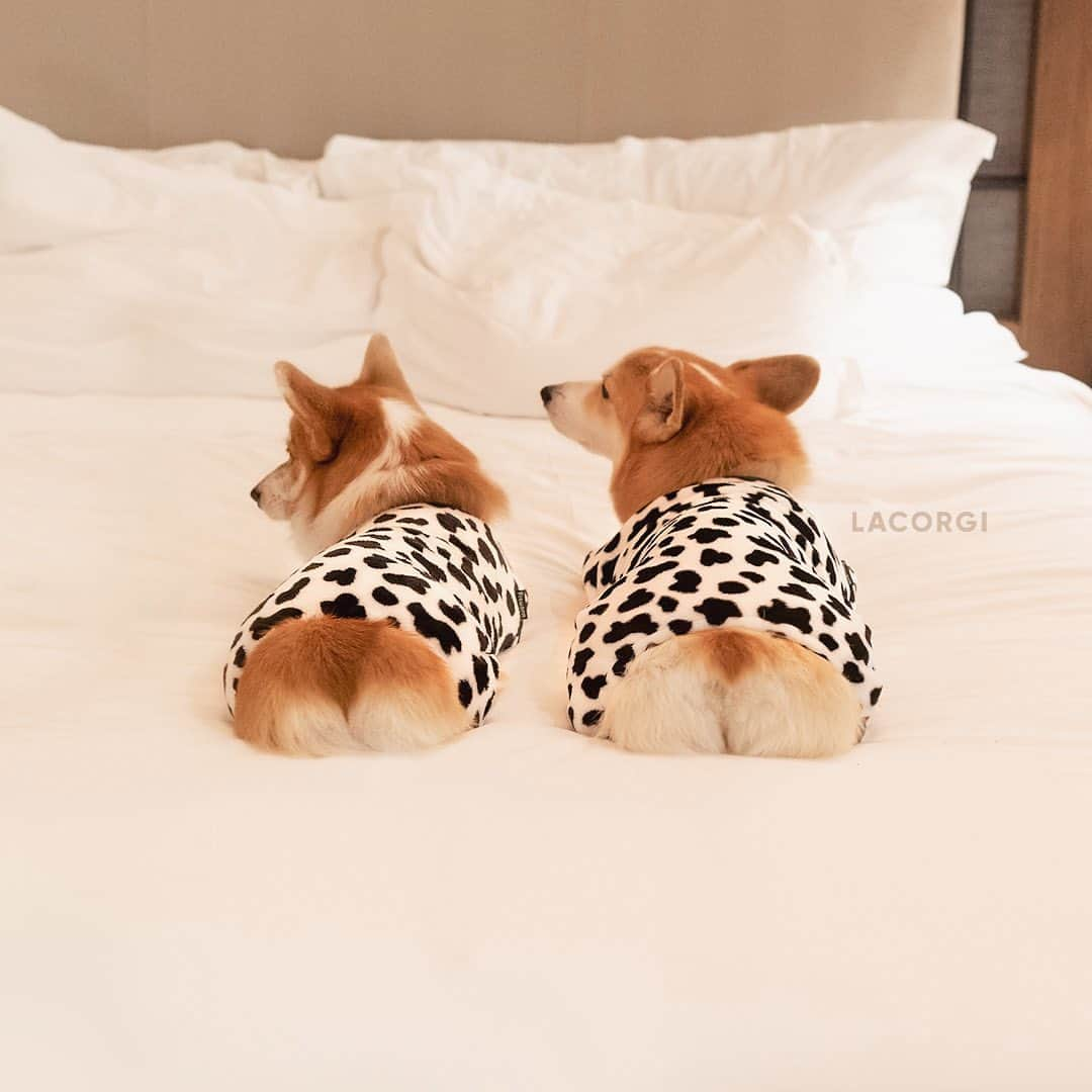 Geordi La Corgiさんのインスタグラム写真 - (Geordi La CorgiInstagram)「Who wants to join our pajama party?」1月20日 1時32分 - lacorgi