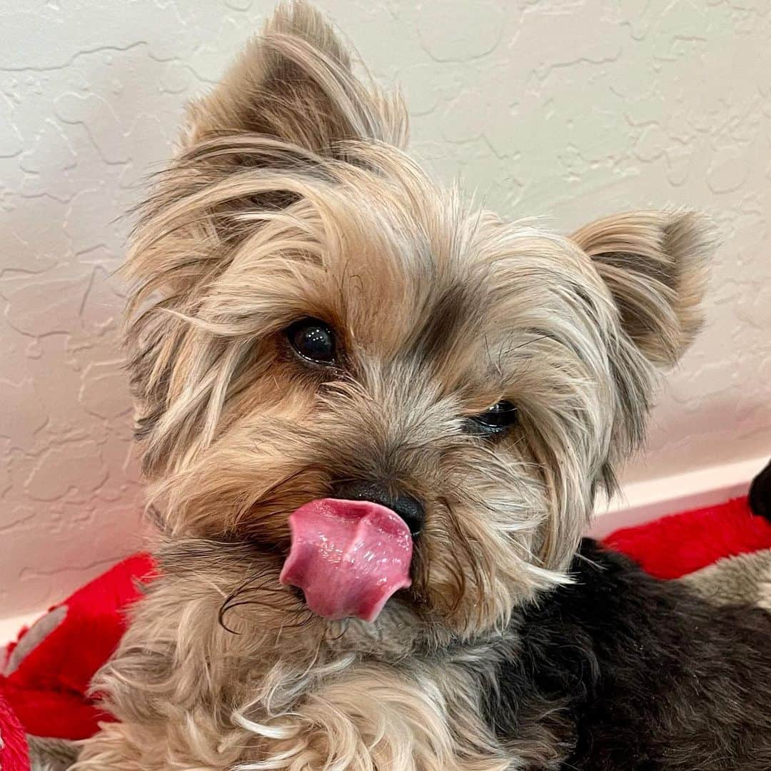 さんのインスタグラム写真 - (Instagram)「Maxito 💭 Happy #TongueOutTuesday 👅😝😛 #👅 #TOT」1月20日 1時26分 - happyyorkiefamily