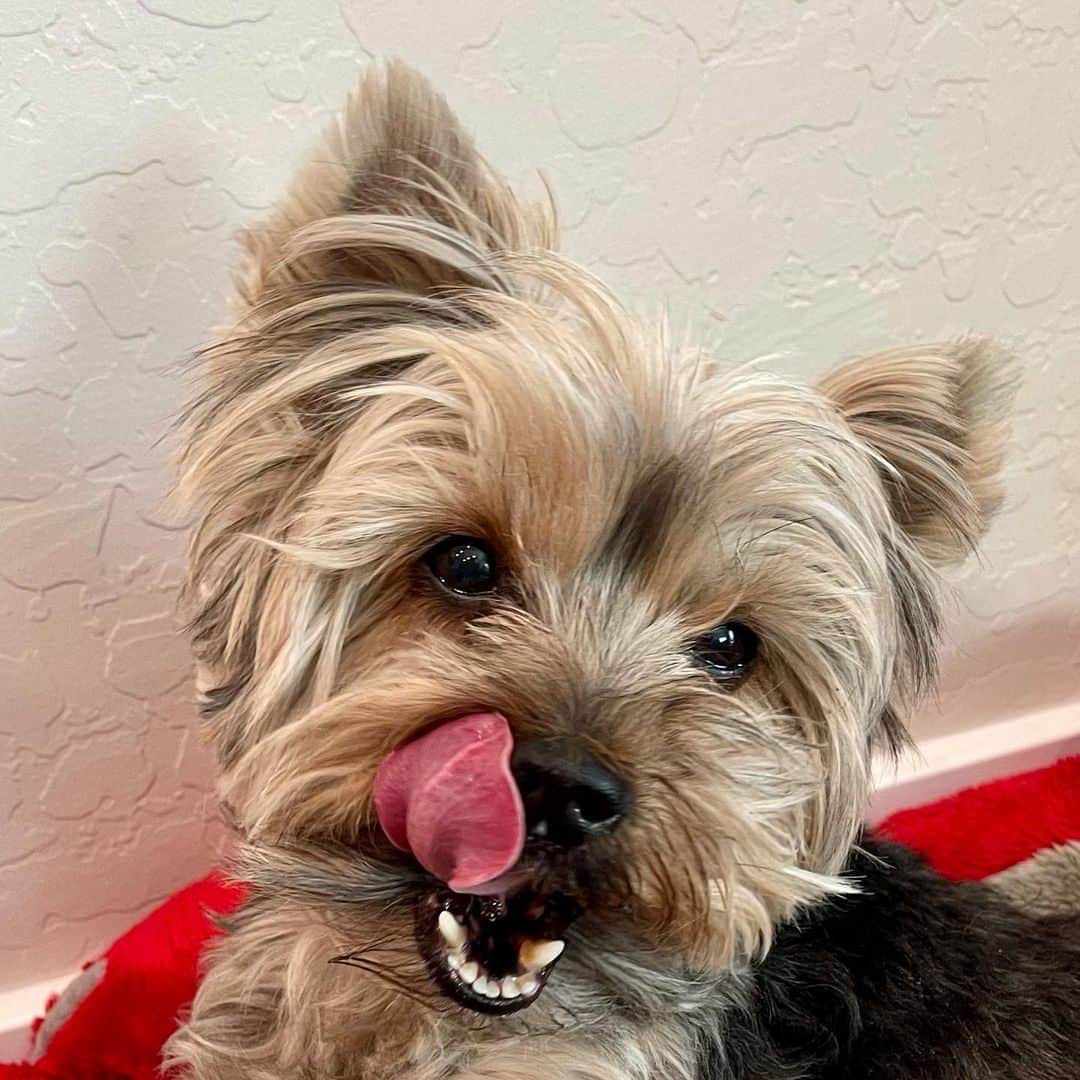 さんのインスタグラム写真 - (Instagram)「Maxito 💭 Happy #TongueOutTuesday 👅😝😛 #👅 #TOT」1月20日 1時26分 - happyyorkiefamily