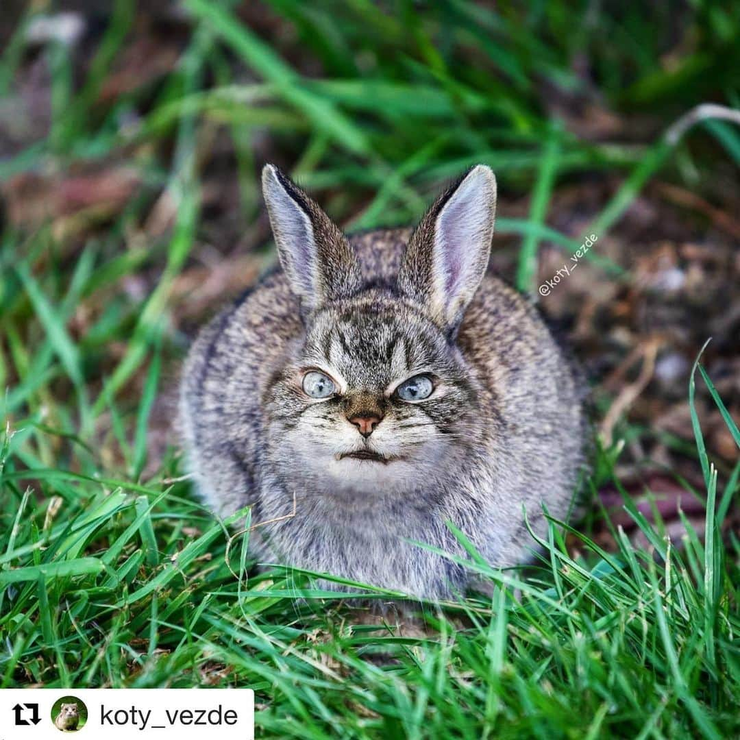 Lokiさんのインスタグラム写真 - (LokiInstagram)「Amazing by @koty_vezde #catstagram #catsagram #cat #cats #kitten #instacat  #catsofinstagram #catsoninstagram #pet #pets  #cute #cutecat  #instacat_meows #catoftheday #gato #cats_of_instagram  #cutepetclub #thedailykitten  #kittycat #catlover #ilovecats #animals #meow #instacute #photooftheday #animaladdicts #nature_cuties #igcutest_animals」1月20日 1時35分 - loki_kitteh