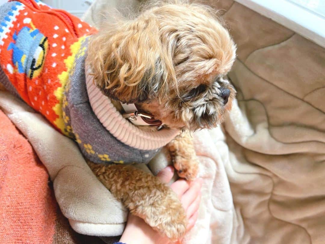 巴山萌菜さんのインスタグラム写真 - (巴山萌菜Instagram)「お手手にお手手を乗せてくれる優しい子。慰めてくれてるみたい( *˙ ˙* )🐶❤  #ペキプーのくるくん #ペキプー #トイプードル #ペキニーズ #ミックス犬 #短足犬 #はなぺちゃ犬」1月19日 16時59分 - mona_tomoyama