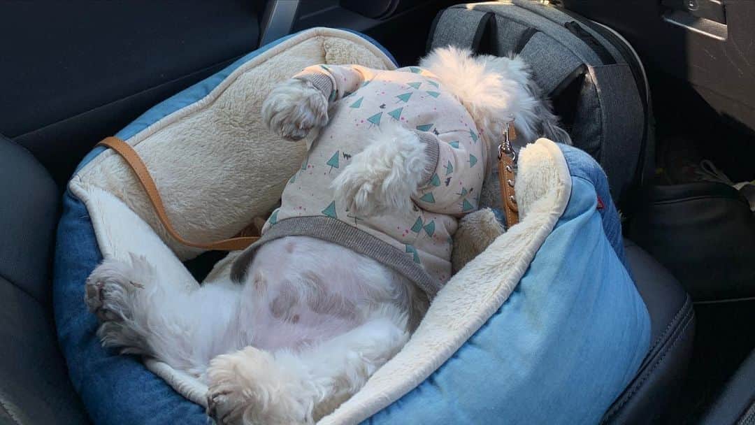 いくらさんのインスタグラム写真 - (いくらInstagram)「🤷🤷🤷🤷🤷🤷🤷 ・ とある日の旅行帰りの車内の様子… ・ この体制で1時間以上爆睡🤦🤦🤦💤 ・ この子って…犬だよね🤷🏻‍♂️？ ・ ベッドの使い方間違ってますよーーー🤣 ・ ・ #犬 #シーズー #ワンコ #ロングまつ毛ワンコの会 #いぬのいる暮らし #犬との暮らし #鼻ぺちゃ犬 #短足犬 #癒し犬 #愛犬 #親バカ部 #shihtzu #ふわもこ部 #犬動画 #shihtzulove #shihtzugram #dog #dogsofinstagram #shihtzulover #dogstagram #shihtzusgram #kawaii #animals #shihtzu_feature #instadog」1月19日 17時19分 - i_am_ikura