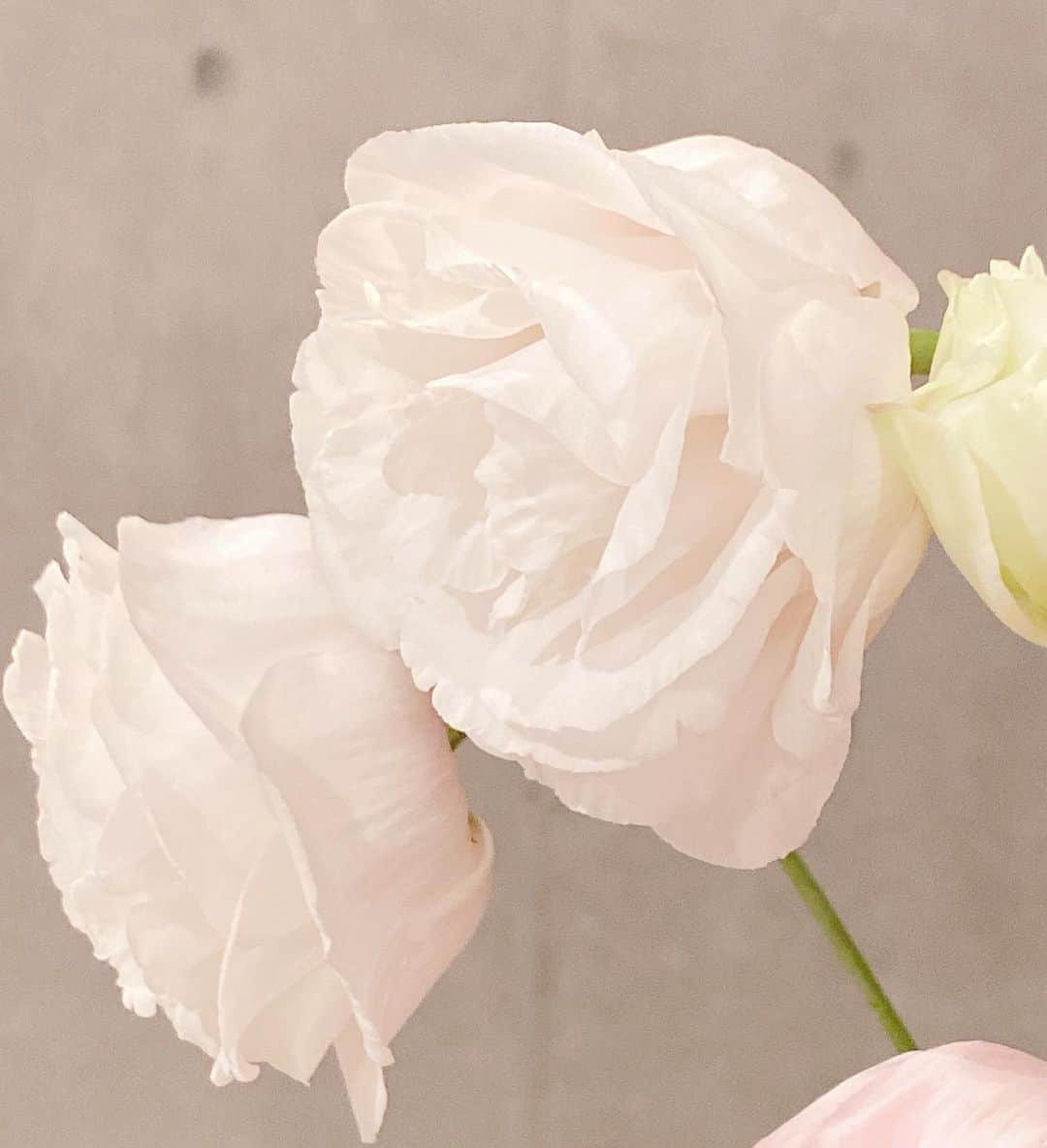 Sachiのインスタグラム：「Hi beautiful  #sachiのflowermarket」