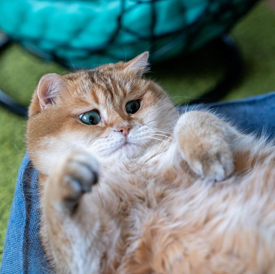 Hosicoさんのインスタグラム写真 - (HosicoInstagram)「Mommy, who's at the door? 😯」1月19日 17時30分 - hosico_cat