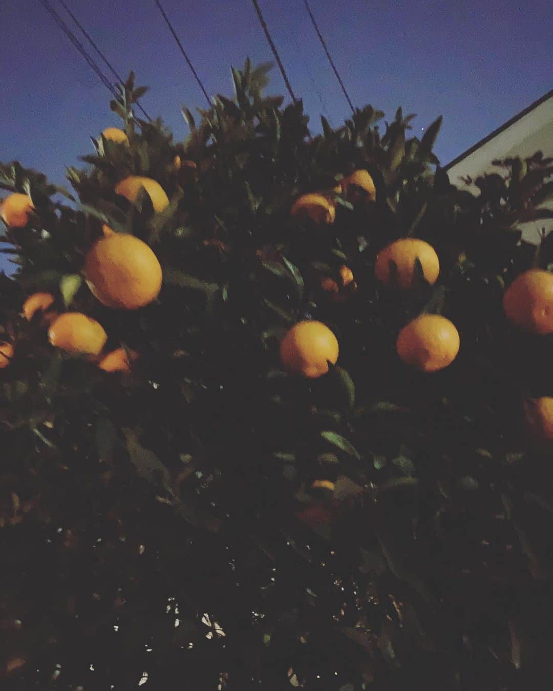 田井弘子さんのインスタグラム写真 - (田井弘子Instagram)「あら！？  この前の、どーやら #夏みかん　？  違うお家で今日また2箇所も発見‼️  この辺り、みんな好きなのねー🍊」1月19日 17時45分 - hirokotai