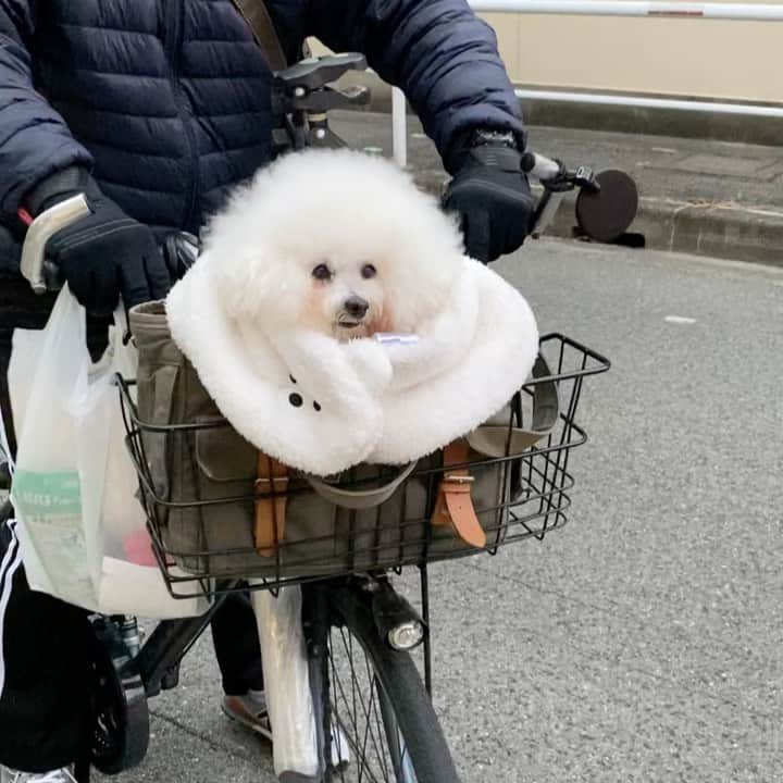 ゆうのインスタグラム：「. . 寒い日❄️のアーニーさんの 自転車スタイル🚲 . 歳をとって寒さに弱くなったので ヌクヌク完全防備です😂 . 預かってもらってるお家🏠まで 自転車ですぐなんですけどね（笑） . . . #自転車女子  . . .」