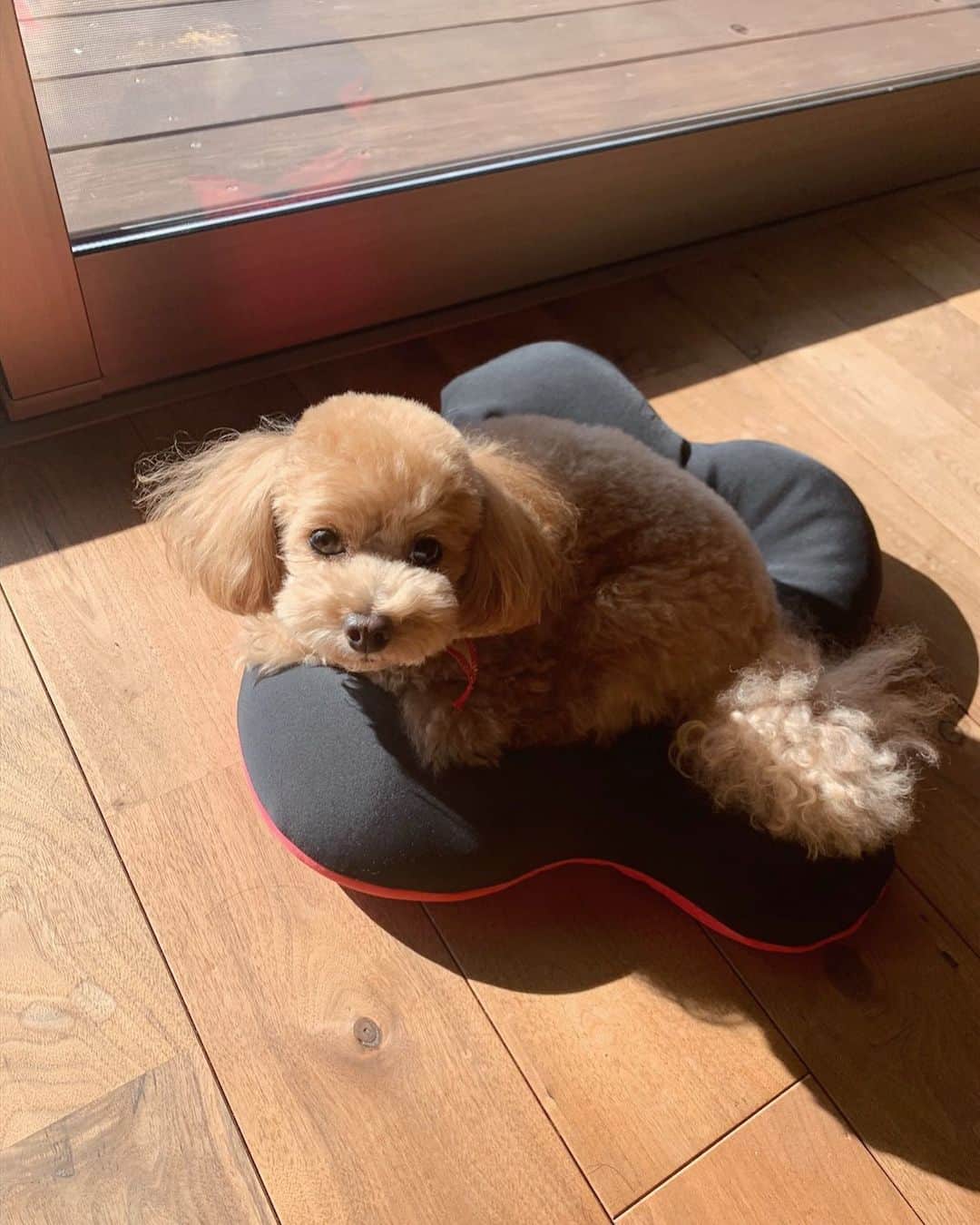 野村明日香のインスタグラム：「﻿ ﻿ この首の出具合がたまらんなあ🥺🤎﻿ ﻿」