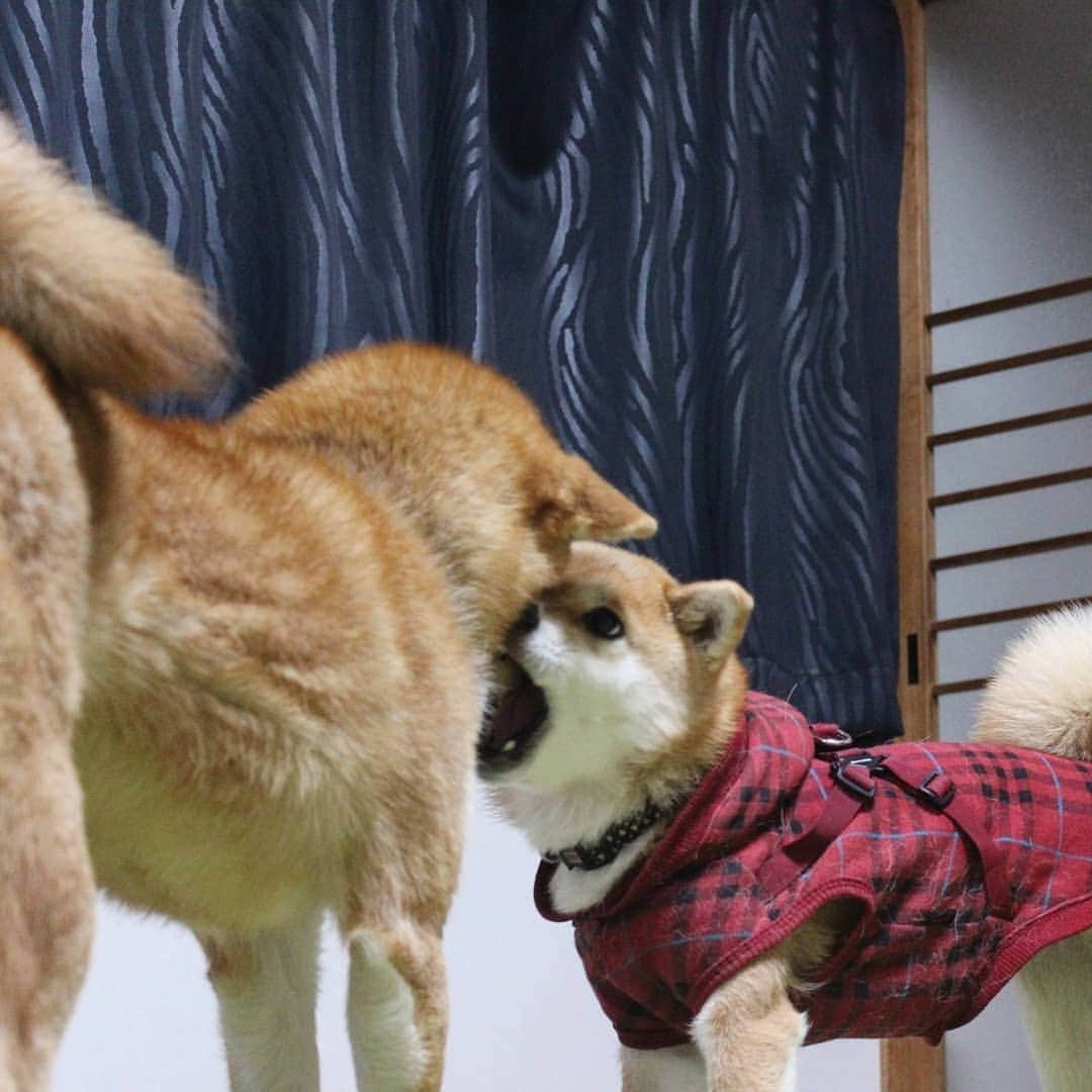 柴犬たま Shibainu Tamaのインスタグラム